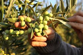Koroneiki Olive Variety The Queen Of Oil Producing Olive Trees