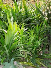 Pandanus amaryllifolius is the culinary pandan that we know. Edible Pandan Leaf Plant Pandanus Amaryllifolius Kens Nursery