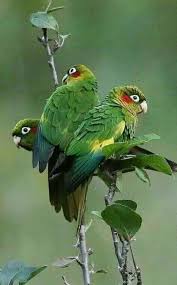 Pin By Aydin On Birds Pet Birds Pretty Birds Beautiful Birds