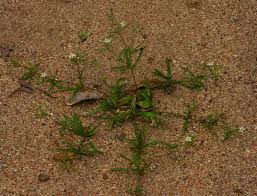 Image result for Hypertelis umbellata