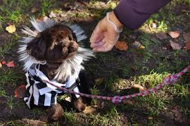 It could have been a disaster, an even more intense spin on the. Elizabeth Street Garden S Halloween Pet Parade Marches On Amnewyork