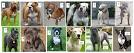 14 Bully Breeds You Should Know - Animal Planet