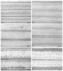 Image result for Sacciolepis rigens