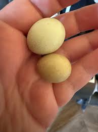 The cassowary's eggs are green. Credit goes to the representative owner Lab  Dub