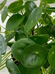 Maybe you would like to learn more about one of these? Pilea Peperomioides Friendship Plant Care Difficulty Moderate Amiesue Com