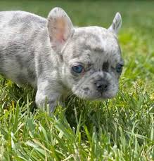 The most common french bulldog art material is metal. Blue Merle French Bulldog Everything You Wanted To Know Ethical Frenchie