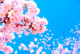 Musim semi di korea 1080×1440 wallpaper teahub io. Makna Dari Bunga Sakura Di Jepang Sutekiji
