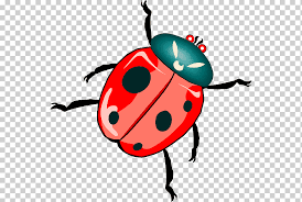 Beetle Ladybird Free Content Dead Insects S Cartoon Artwork Organism Png Klipartz Beetle + bean | cartoon network studios shorts.