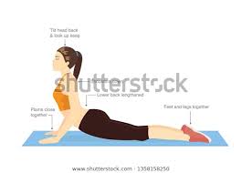 Woman Doing Stretching Exercises Cobra Pose Stock Vector Royalty Free 1358158250 In 2020 Cobra Pose Stretching Exercises Exercise
