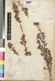 Image result for Kotschya