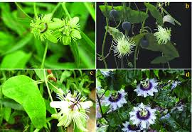 Image result for Passiflora suberosa