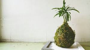 小青苔球 不含底座 タンザイ株式會社 pinkoi plants decor terrarium