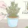 Hard pruning will stress the plant, so limit your pruning to more than. 1