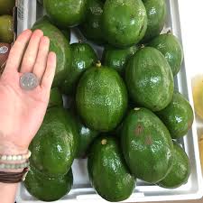 Hass avocado is perhaps one of the most famous avocado types and considered by many to be the best. Florida Avocados Information And Facts