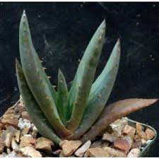 Image result for Aloe cryptopoda