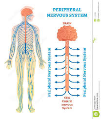 Spine Nerve Diagram Wiring Diagrams