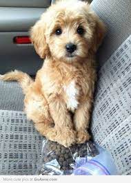 Mini Golden Doodle Cute Animals Puppies Goldendoodle Miniature