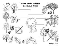Trees By Shape Leaf Fruit Labeling Page