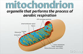 Its size ranges from 0.5 to 1.0 micrometre in diameter. Mitochondrial Matrix Definition Function Video Lesson Transcript Study Com