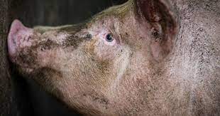 Animal Rights Definition Issues And Examples