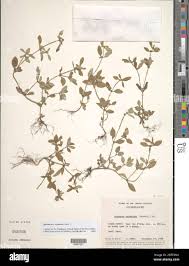 Image result for Spermacoce ocymoides