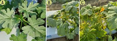 Image result for whitefly in cucumber