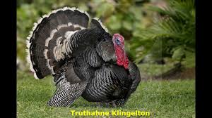 The thanksgiving community dinner will be served from 11:30 a.m. Kostenlose Klingeltone Herunterladen Truthahne Video Kostenlose Klingeltone Klingeltone Truthahn