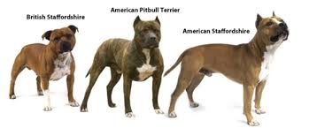 The most important tip with dog food is to feed for the correct life stage and to follow the guidelines for feeding pitbull puppies, adults, seniors, lactating females, and so forth. Raw Food For Beginners How Does It Effect Your Pit Bulls Diet