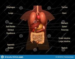 Internal Organs Human Anatomy Chart Names 3d Stock Vector