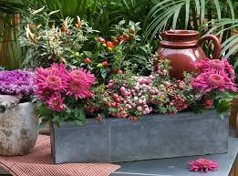 Diversité des couleurs, variété des formes, choix des fleurs et feuillages. 3 Jardinieres D Automne Fleuries