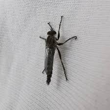 Ich Liebe Diese Supermakros Mit Dem Huawei P30 Pro Insekt Makro Huawei White P30pro Instagram Animals Insects