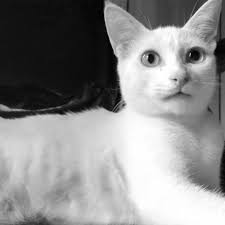 Stream Forever and For Always || Runaway