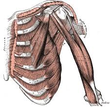 The pecs (or the pectoral muscles) the large muscles of the chest, used to draw the arms together in front of the body as in pushups or bench press. Muscles Of Anterolateral Chest Wall And Shoulder Radiology Case Radiopaedia Org