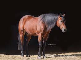 Rodeo and Horse Events