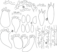 Image result for Urochloa xantholeuca