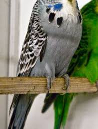 Awbbudgies Travels Alan Adams Muhabbet Kuslari Kus Kusu