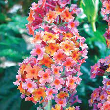 Spring Hill Nurseries Kaleidoscope Butterfly Bush Potted Plant 76491 The Home Depot Butterfly Bush Spring Hill Nursery Bulb Flowers