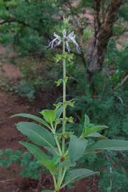 Image result for Ocimum filamentosum