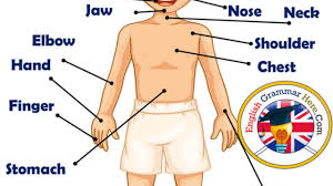 In past weeks, i've compiled lists of figurative meanings of the names of sense organs, parts of the head, and parts of the hand. Parts Of Human Body Definition And Examples English Grammar Here