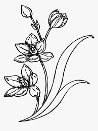 See more ideas about flower drawing, drawings, flower doodles. Drawing Spring Garden Hd Png Download Transparent Png Image Pngitem