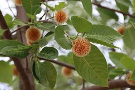 Image result for Cinchona