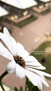 سناب سناب تصوير تصوير سنابات سنابات اقتباسات اقتباسات قهوة قهوة قهوه قهوه صباح ص arabic quotes beach vacation pictures beautiful arabic words