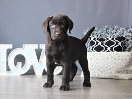 We are a small hobby breeder that focuses on labradors that will make perfect family companions. Labrador Retriever Puppies Petland Carriage Place