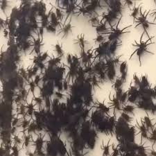 17 datasets have provided data to the atlas of living australia for this family. Spiders Escape Flooding By Crawling On Man S Fence
