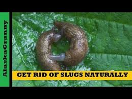 We did not find results for: How To Get Rid Of Slugs Naturally No More Garden Slugs Youtube