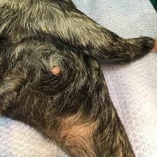 Image result for mastocytoma in dogs