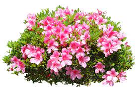 Gify Animacja Obrazki Png Zielono I Wiosennie Photoshop Landscape Trees To Plant Beautiful Flowers Wallpapers