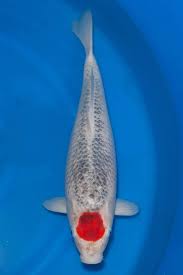 We did not find results for: Ikan Koi Orange Hobi Mancing