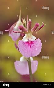 Image result for Eulophia guineensis