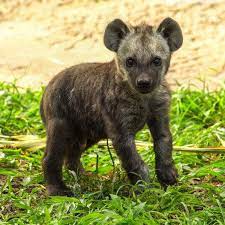 Your daily dose of cute: Baby hyena born at Busch Gardens said to be a  sweetheart